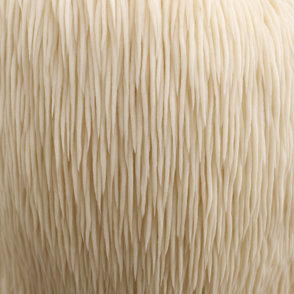 Lion's Mane Mushrooms